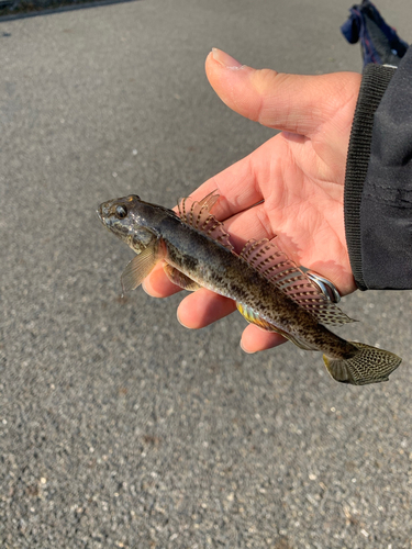 マハゼの釣果