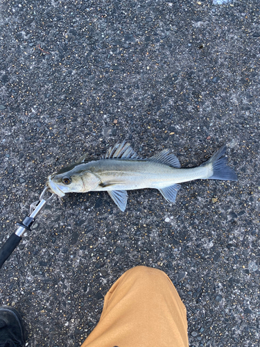 スズキの釣果