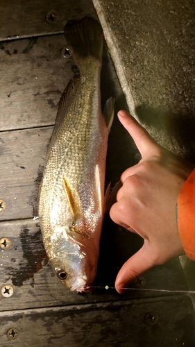 イシモチの釣果