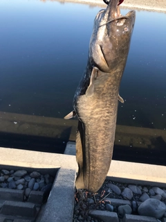 ニホンナマズの釣果