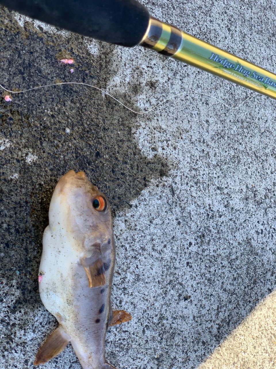 アカメフグ