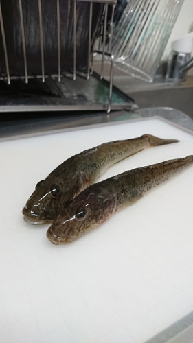 マハゼの釣果