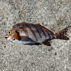 タカノハダイの釣果