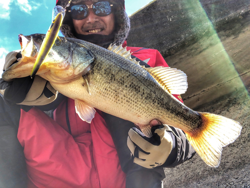 ブラックバスの釣果