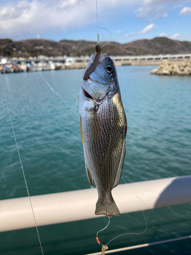 イシモチの釣果