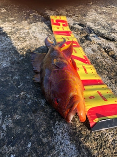 バラハタの釣果