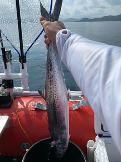 サゴシの釣果
