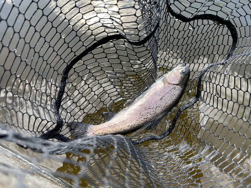 ニジマスの釣果