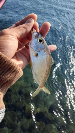 クロサギの釣果