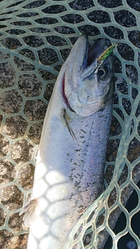 サクラマスの釣果