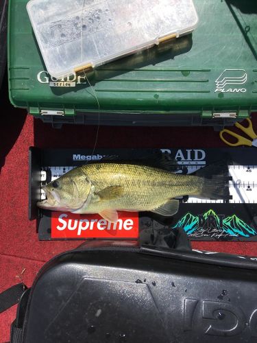 ブラックバスの釣果