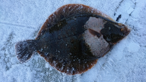 カレイの釣果