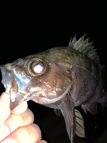 メバルの釣果