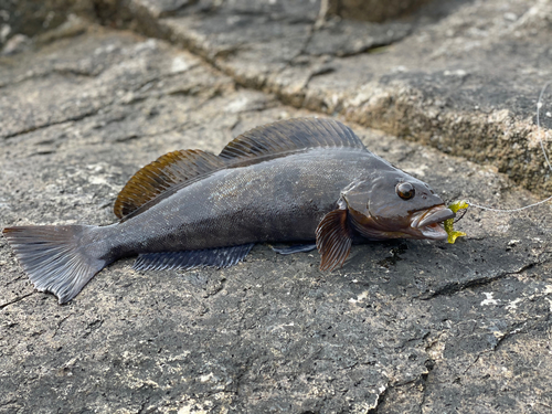 アイナメの釣果