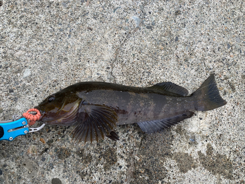 アイナメの釣果