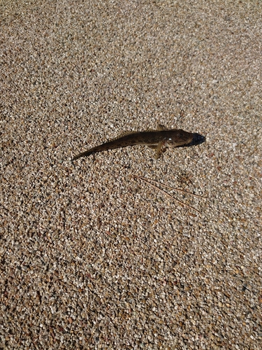 マハゼの釣果