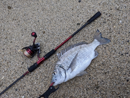 ミナミクロダイの釣果