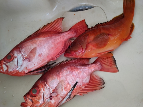 チカメキントキの釣果