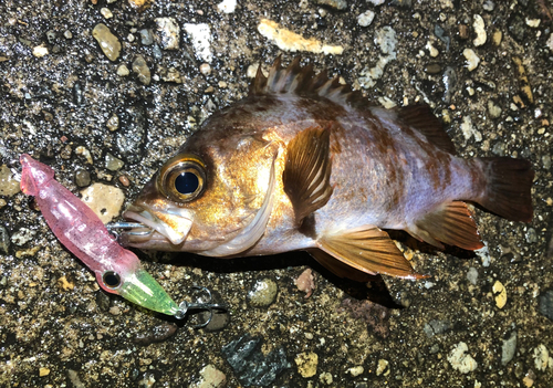 メバルの釣果