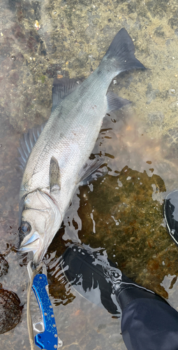 ヒラスズキの釣果