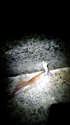 ヤリイカの釣果