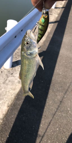 ハスの釣果