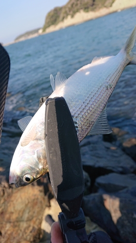 コノシロの釣果