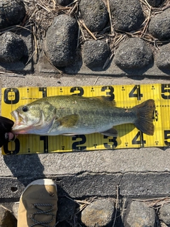 ブラックバスの釣果