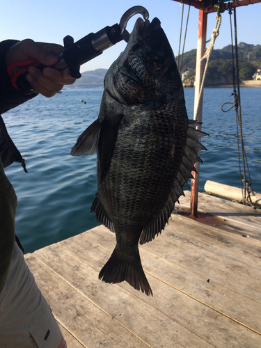 チヌの釣果