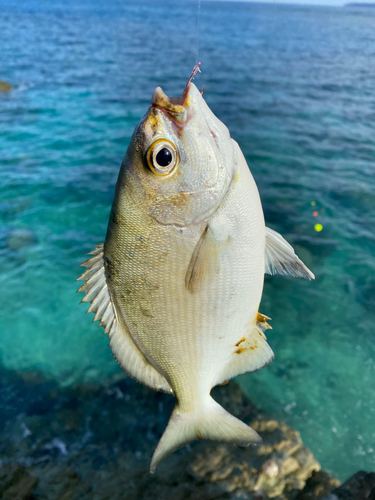 イスズミの釣果