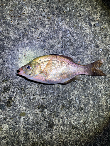 ウミタナゴの釣果