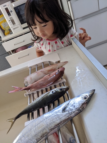 タチウオの釣果