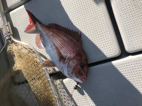 タイの釣果