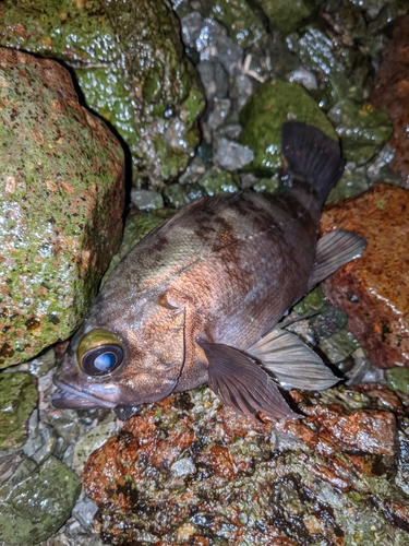 アカメバルの釣果