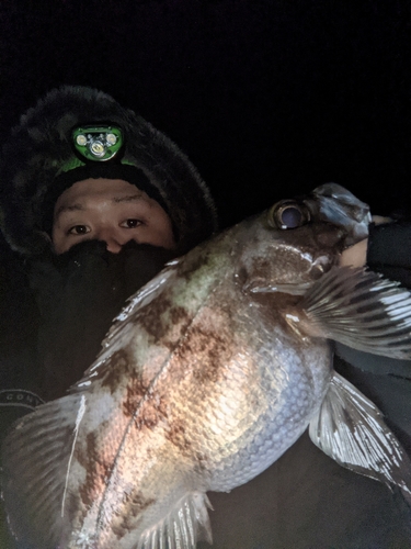 アカメバルの釣果