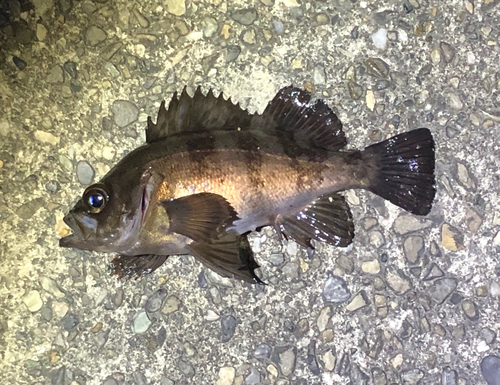 メバルの釣果