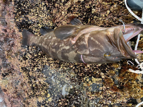 クエの釣果