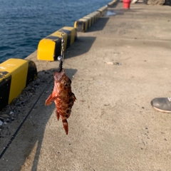 アラカブの釣果