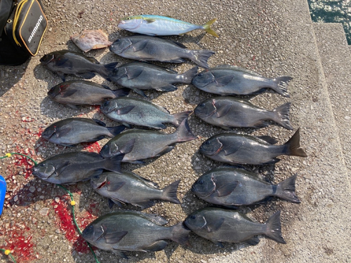 クチブトグレの釣果