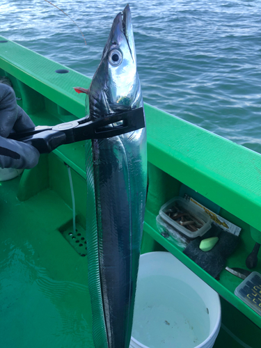 タチウオの釣果