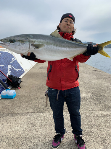 ブリの釣果