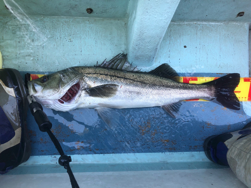 シーバスの釣果