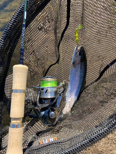 ニジマスの釣果