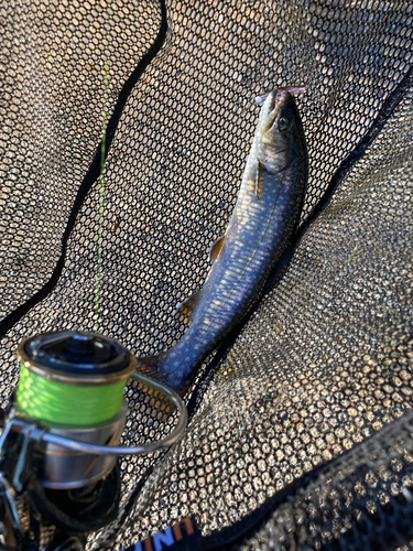 イワナの釣果