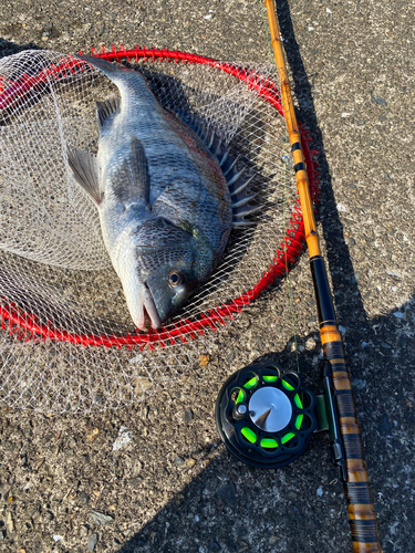 チヌの釣果