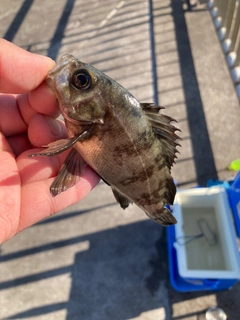 アカメフグの釣果