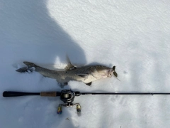 ニゴイの釣果