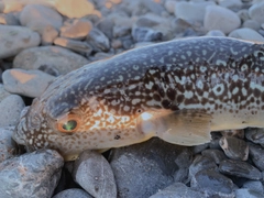 フグの釣果