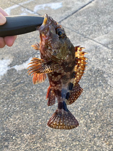 カサゴの釣果