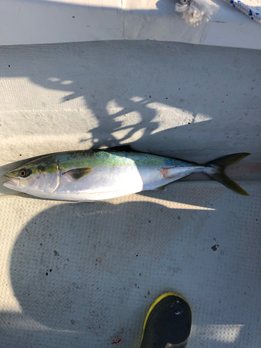 ハマチの釣果